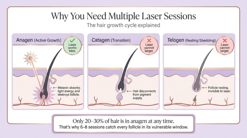Hair growth cycle and how laser targets active phase